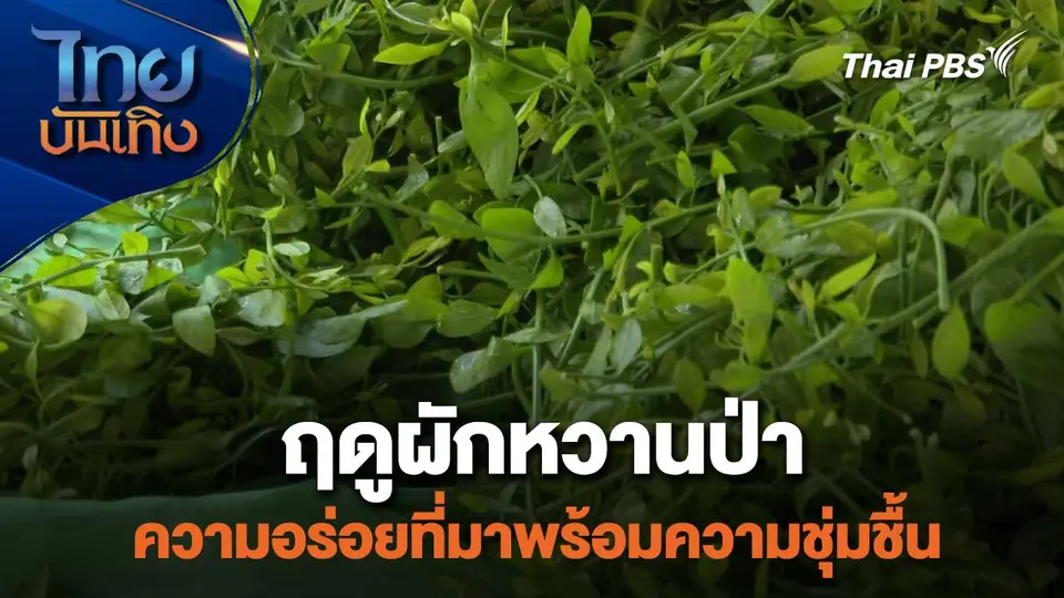 อิ่มมนต์รส : ฤดูผักหวานป่า ความอร่อยที่มาพร้อมความชุ่มชื้น