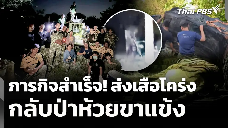 ภารกิจสำเร็จ! ส่งเสือโคร่งกลับป่าห้วยขาแข้ง