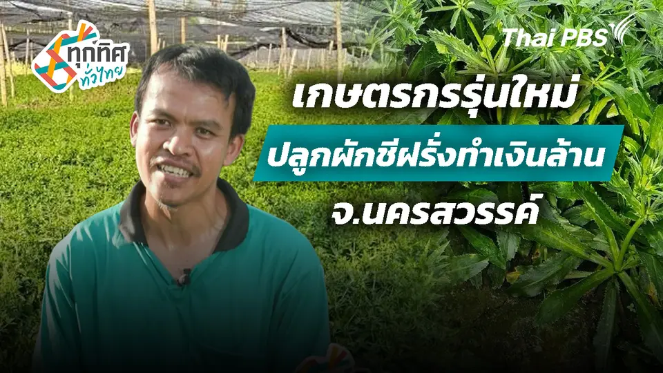 เกษตรกรรุ่นใหม่ปลูกผักชีฝรั่งทำเงินล้าน จ.นครสวรรค์