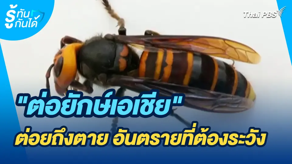 รู้ทันกันได้ : “ต่อยักษ์เอเชีย” ต่อยถึงตาย อันตรายที่ต้องระวัง