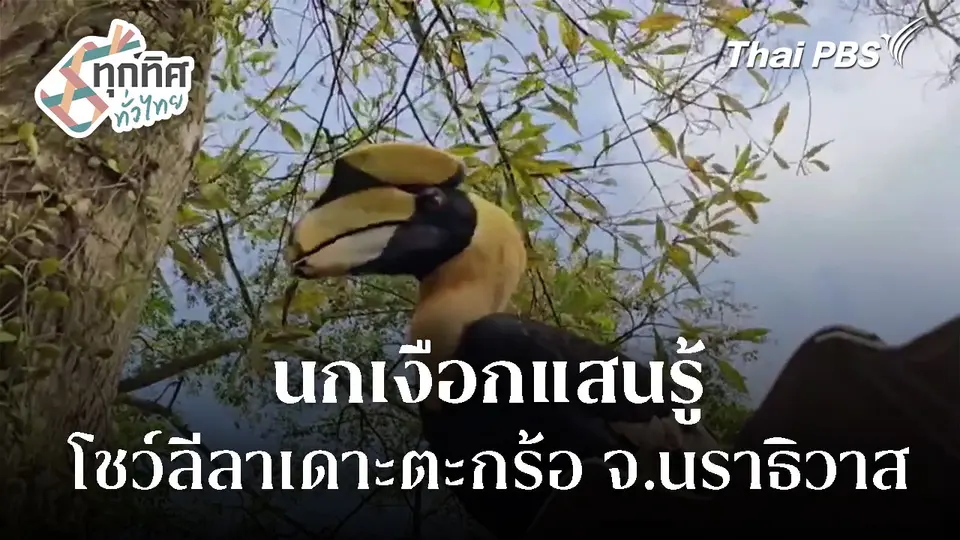 นกเงือกแสนรู้ โชว์ลีลาเดาะตะกร้อ จ.นราธิวาส