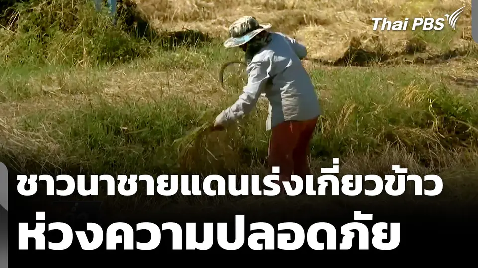 ชาวนาชายแดนเร่งเกี่ยวข้าว ห่วงความปลอดภัย