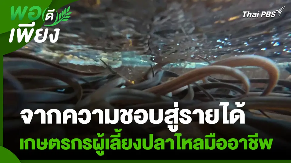 จากความชอบสู่รายได้ เกษตรกรผู้เลี้ยงปลาไหลมืออาชีพ