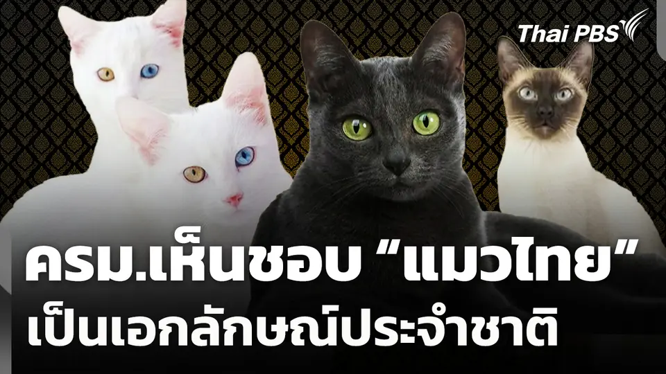 ครม.เห็นชอบ "แมวไทย" เป็นเอกลักษณ์ประจำชาติ