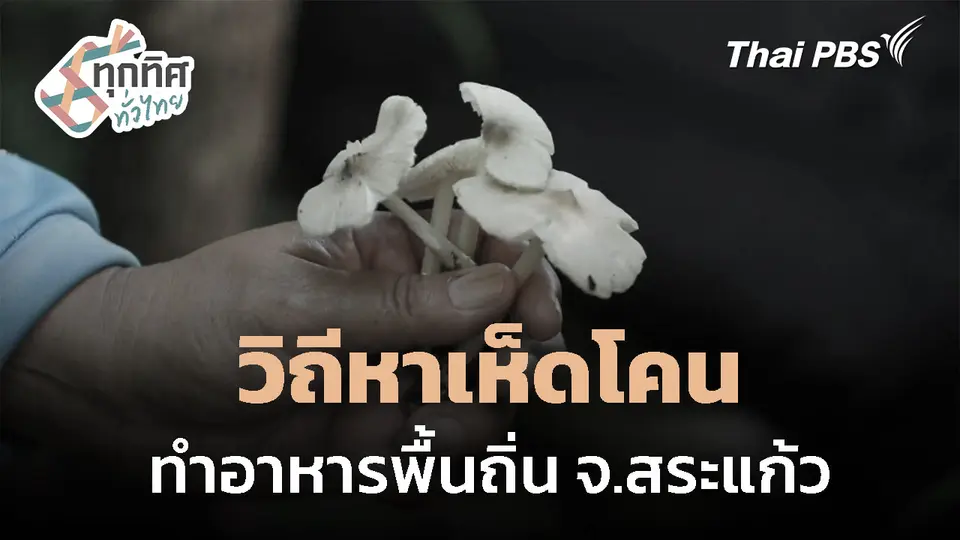 วิถีหาเห็ดโคน ทำอาหารพื้นถิ่น จ.สระแก้ว