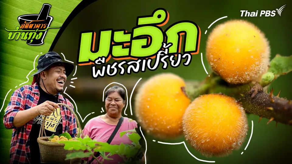 มะอึก