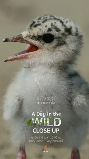 cover-image