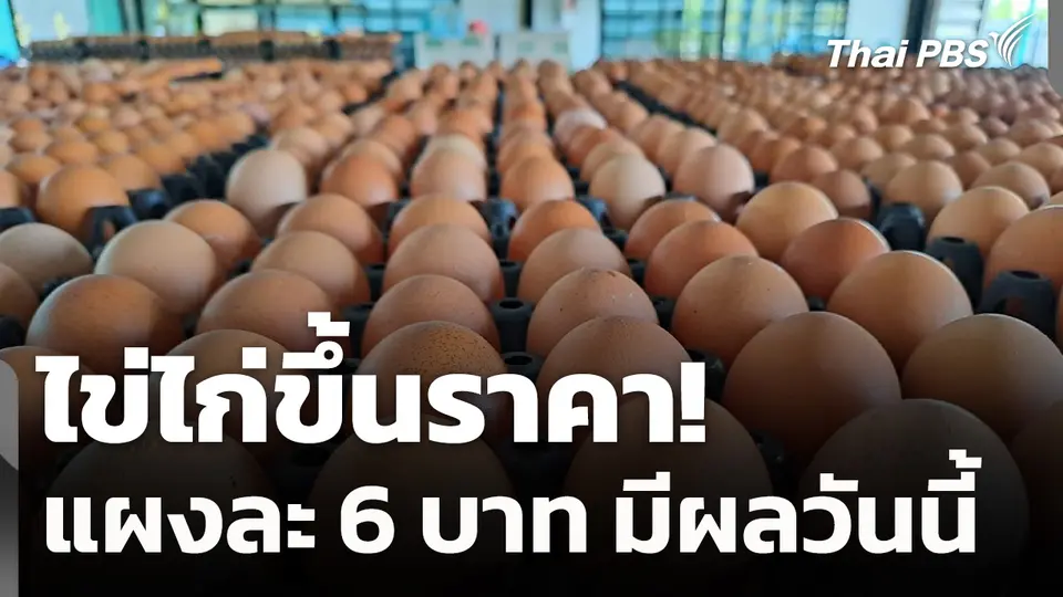 ไข่ไก่ขึ้นราคา แผงละ 6 บาท มีผล 10 พ.ย.
