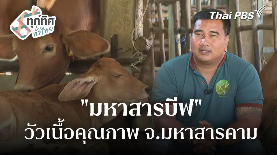 "มหาสารบีฟ" ยกระดับวัวเนื้อคุณภาพ จ.มหาสารคาม