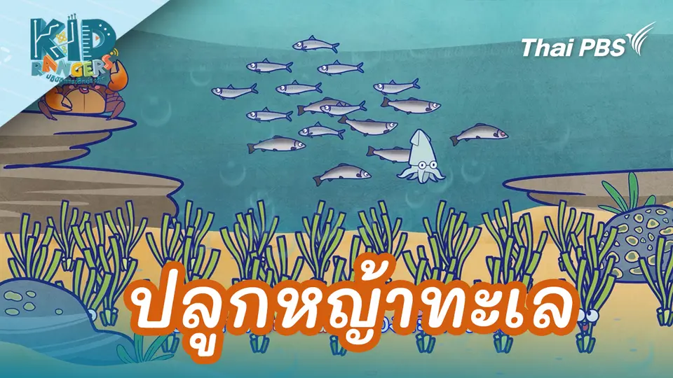 ปลูกหญ้าทะเล