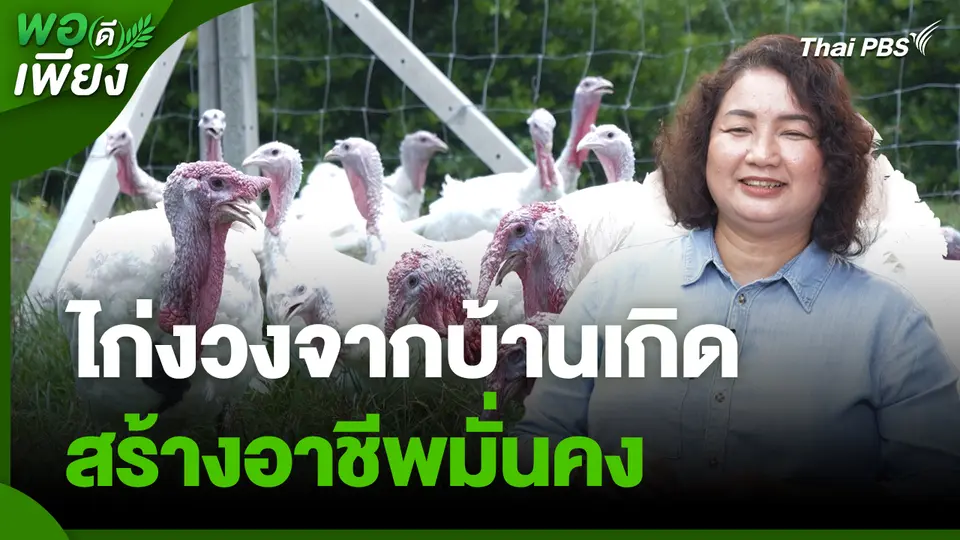 พอดีพอเพียง : ไก่งวงจากบ้านเกิด สร้างอาชีพมั่นคง
