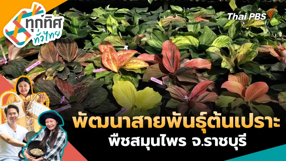 พัฒนาสายพันธุ์ต้นเปราะพืชสมุนไพร จ.ราชบุรี