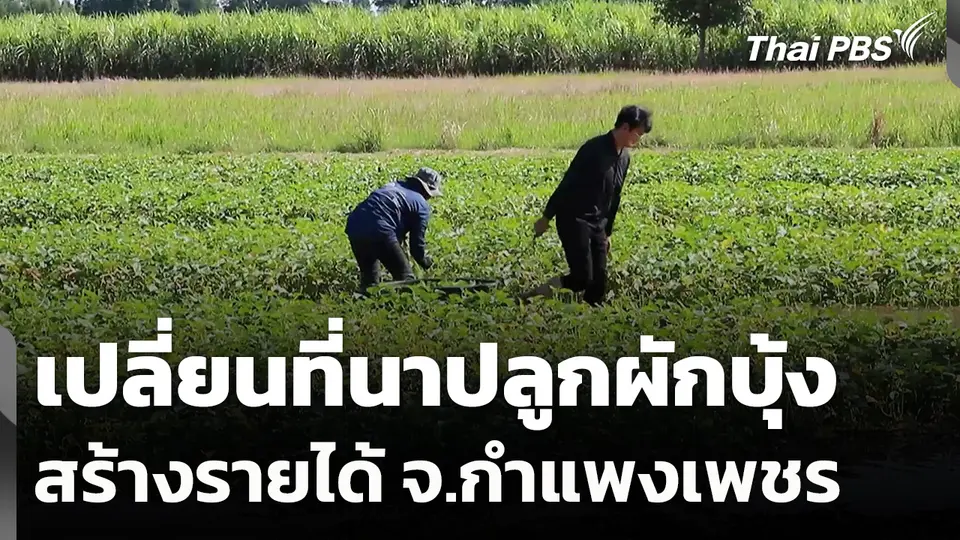 เปลี่ยนที่นาปลูกผักบุ้งสร้างรายได้ จ.กำแพงเพชร