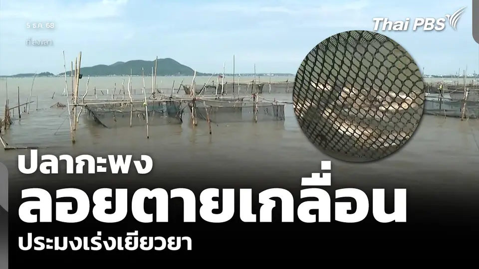 ปลากะพง ลอยตายเกลื่อน ประมงเร่งเยียวยา