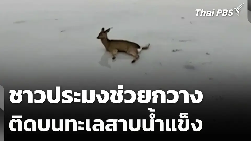ช่วยกวางติดบนทะเลสาบน้ำแข็ง ที่รัสเซีย