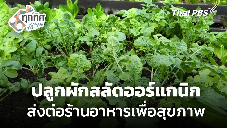 ปลูกผักสลัดออร์แกนิก ส่งต่อร้านอาหารเพื่อสุขภาพ
