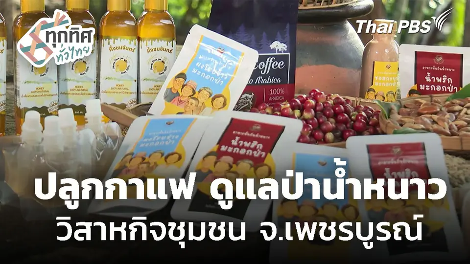 ปลูกกาแฟ ดูแลป่าน้ำหนาว จ.เพชรบูรณ์