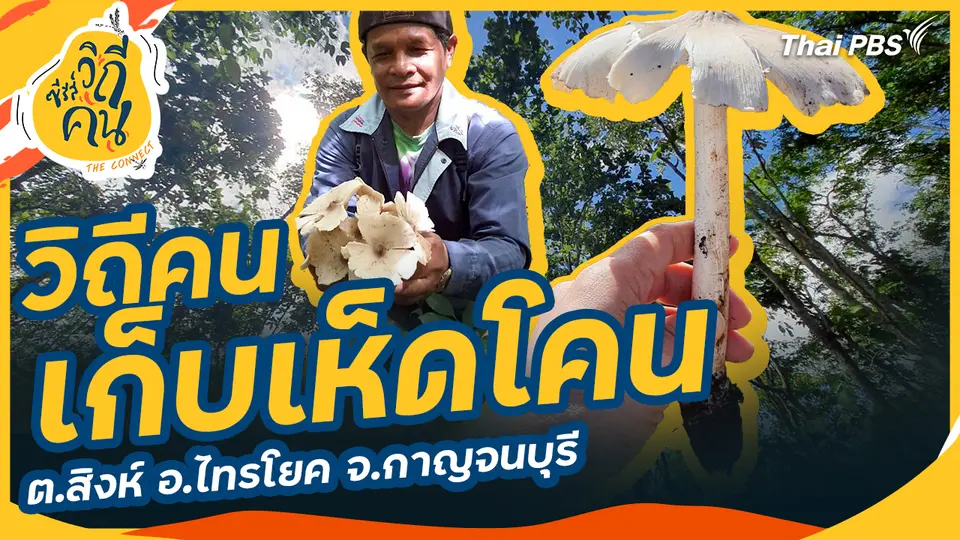 วิถีคนเก็บเห็ดโคน ต.สิงห์ อ.ไทรโยค จ.กาญจนบุรี