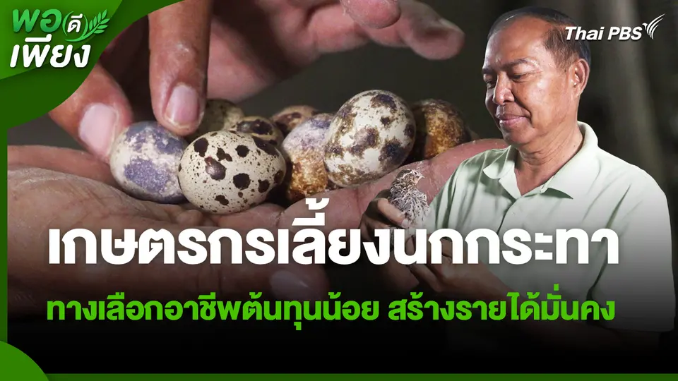 พอดีพอเพียง : เกษตรกรเลี้ยงนกกระทา ทางเลือกอาชีพต้นทุนน้อย สร้างรายได้มั่นคง