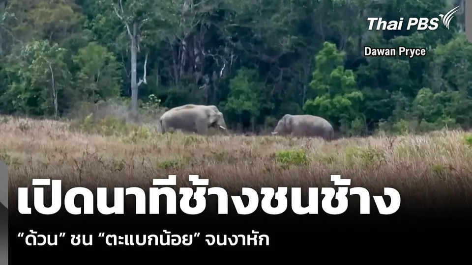 เปิดนาทีช้างชนช้าง “ด้วน” ชน “ตะแบกน้อย” จนงาหัก