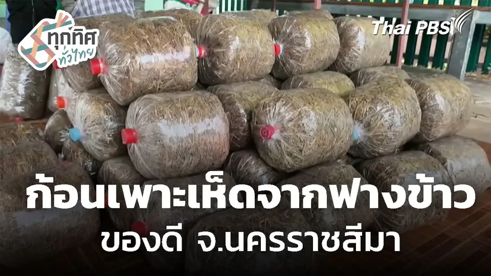 ทำก้อนเพาะเห็ดจากฟางข้าวขาย จ.นครราชสีมา