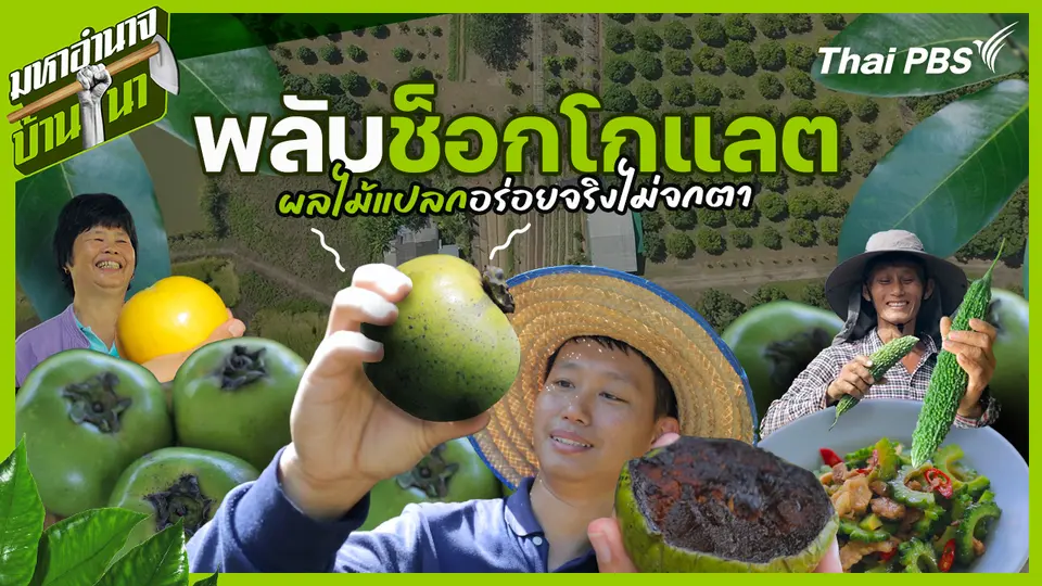 พลับช็อกโกแลต ผลไม้แปลก อร่อยจริงไม่จกตา