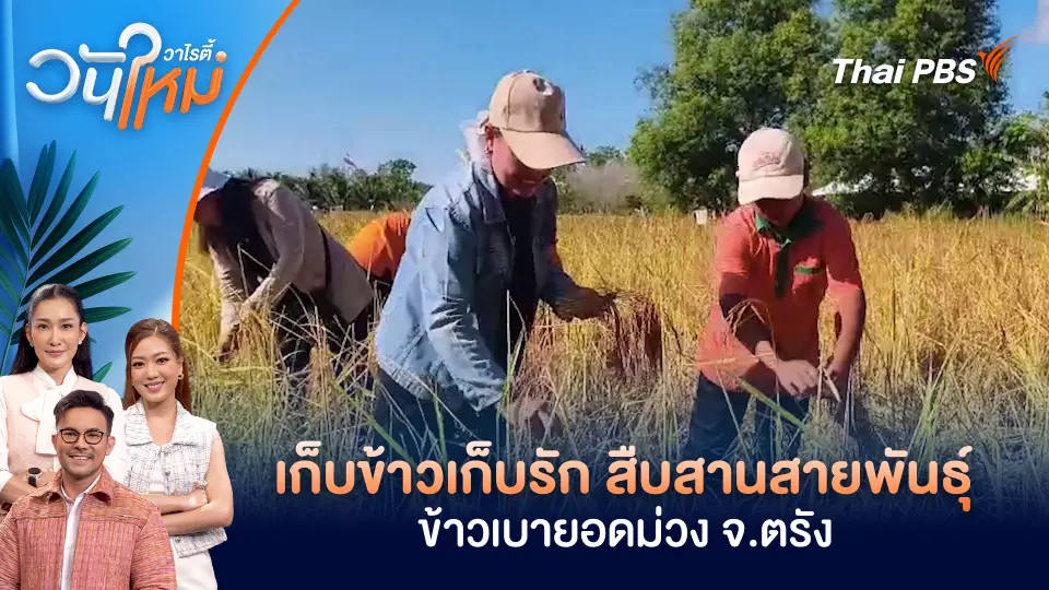 เก็บข้าวเก็บรัก สืบสานสายพันธุ์ข้าวเบายอดม่วง จ.ตรัง | วันใหม่วาไรตี้ | 17 ก.พ. 69
