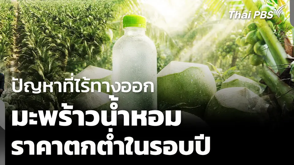 วิกฤตราคามะพร้าวน้ำหอม ความท้าทายที่ยังไร้ทางออก