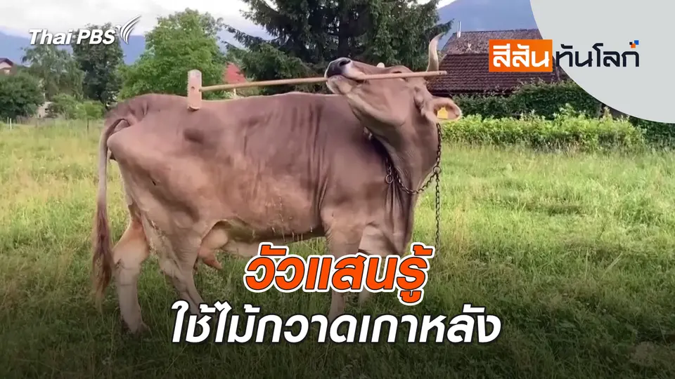 สีสันทันโลก
