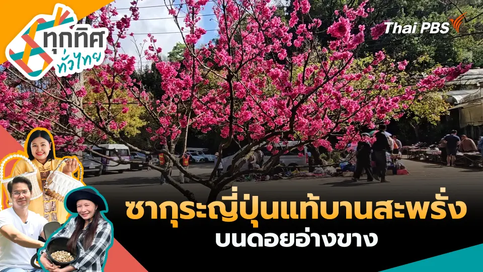 ซากุระญี่ปุ่นแท้บานสะพรั่งบนดอยอ่างขาง