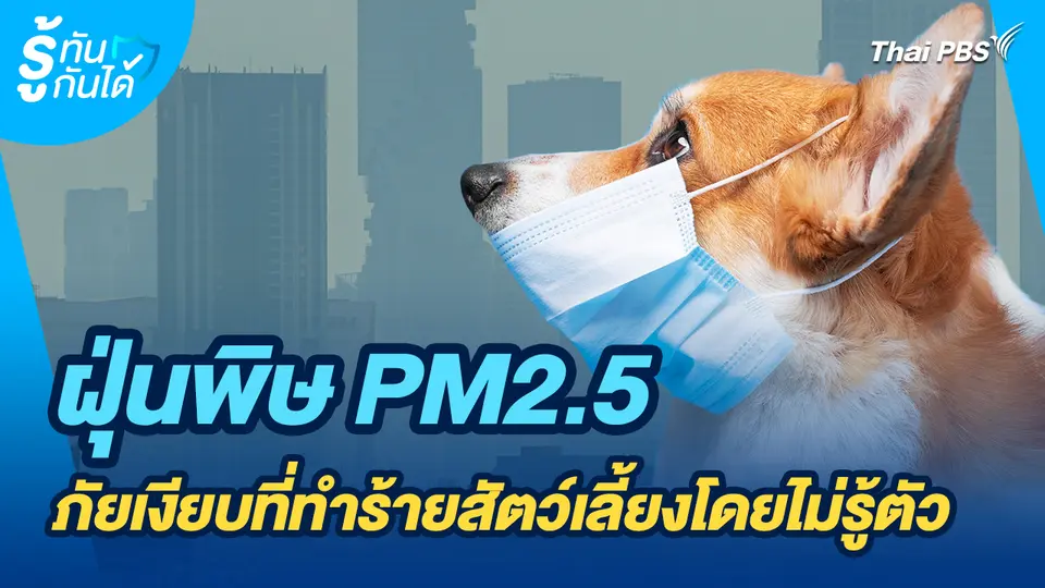 รู้ทันกันได้ : PM2.5 ภัยเงียบทำร้ายสัตว์เลี้ยงโดยไม่รู้ตัว