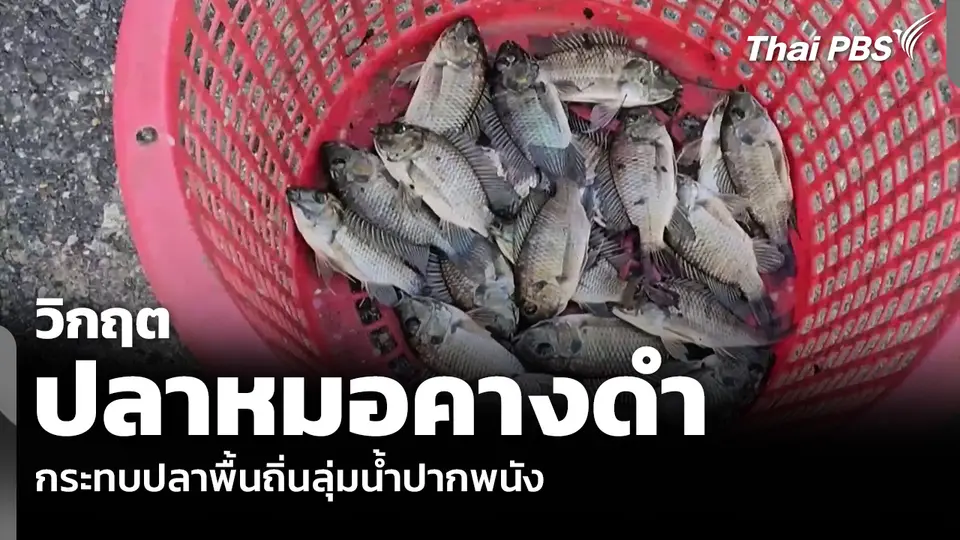 วิกฤต “ปลาหมอคางดำ” กระทบปลาพื้นถิ่นลุ่มน้ำปากพนัง