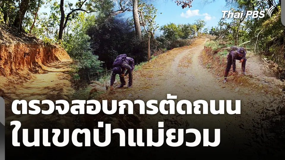 ตรวจสอบการตัดถนนในเขตป่าแม่ยวม