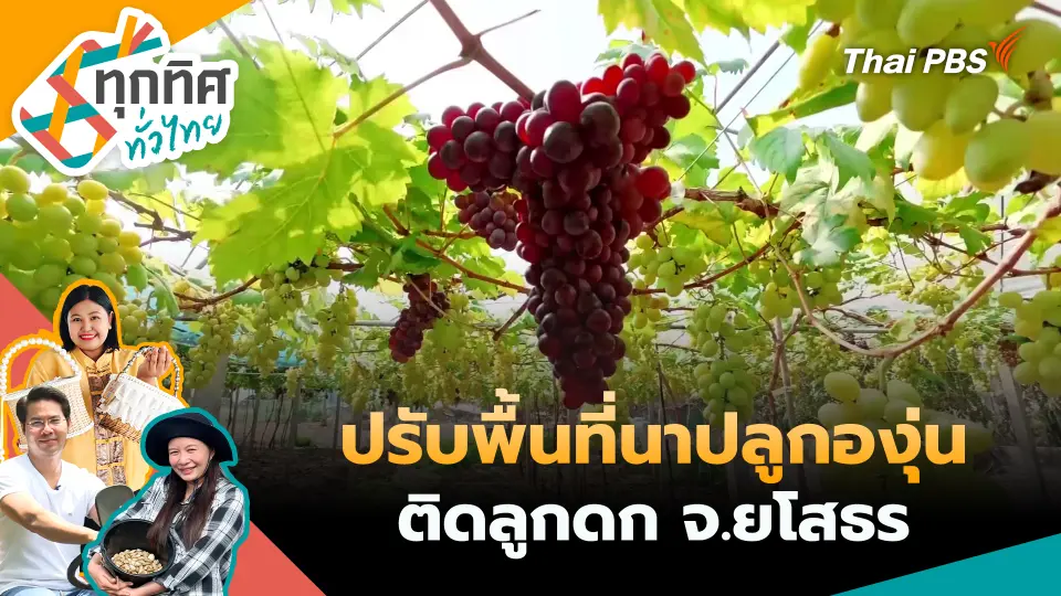 ปรับพื้นที่นาปลูกองุ่นติดลูกดก จ.ยโสธร
