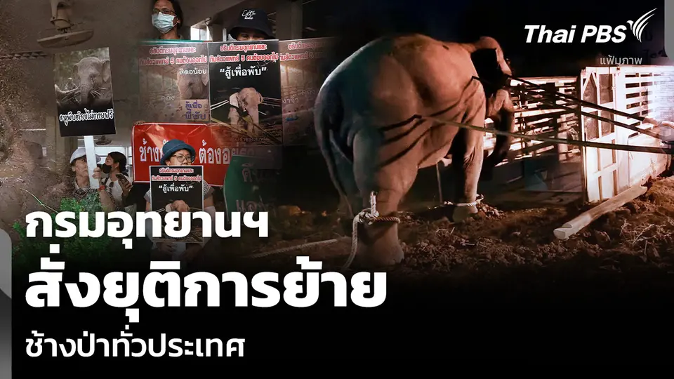 กรมอุทยานฯ สั่งยุติการย้าย ช้างป่าทั่วประเทศ