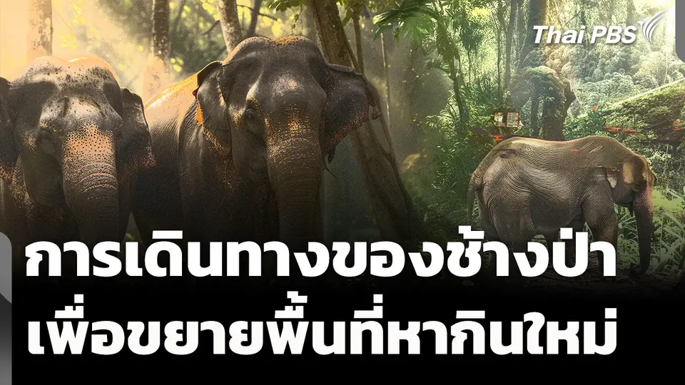 การเดินทางของช้างป่า เพื่อขยายพื้นที่หากินใหม่