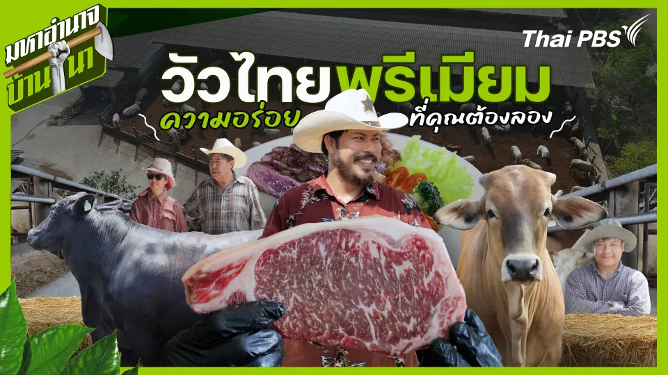 วัวไทยพรีเมียม ความอร่อยที่คุณต้องลอง