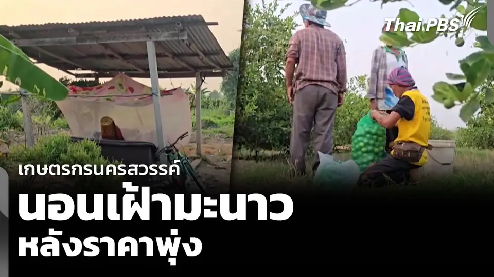 เกษตรกรนครสวรรค์ นอนเฝ้ามะนาว หลังราคาพุ่ง