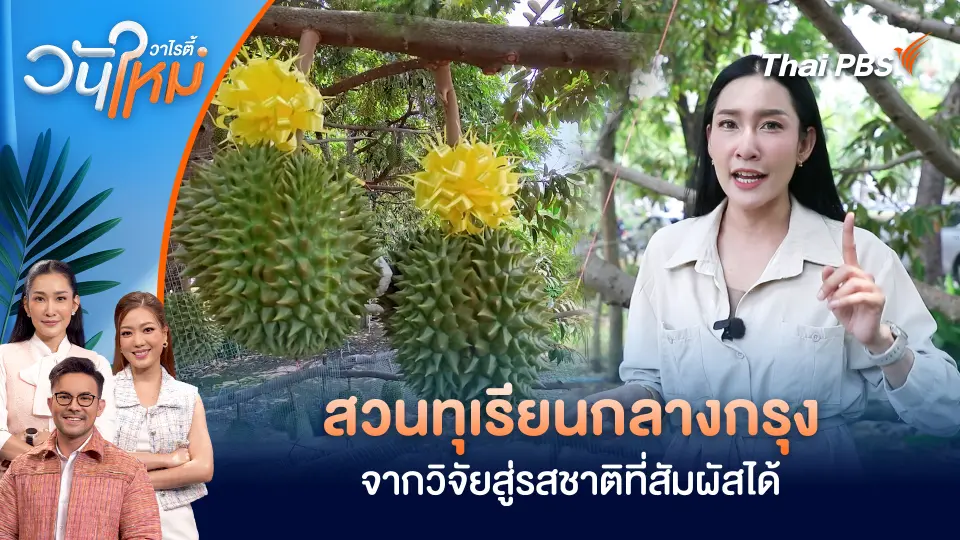 สวนทุเรียนกลางกรุง จากวิจัยสู่รสชาติที่สัมผัสได้