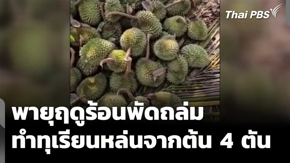 พายุฤดูร้อนพัดถล่ม ทำทุเรียนหล่น 4 ตัน จ.นครราชสีมา