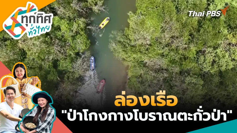 ล่องเรือ "ป่าโกงกางโบราณตะกั่วป่า"