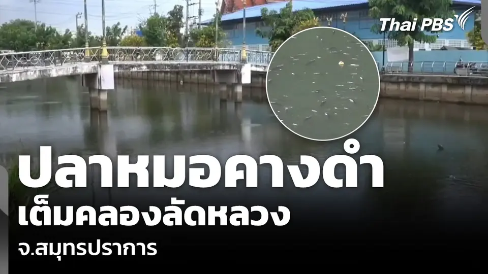 ปลาหมอคางดำ เต็มคลองลัดหลวง จ.สมุทรปราการ