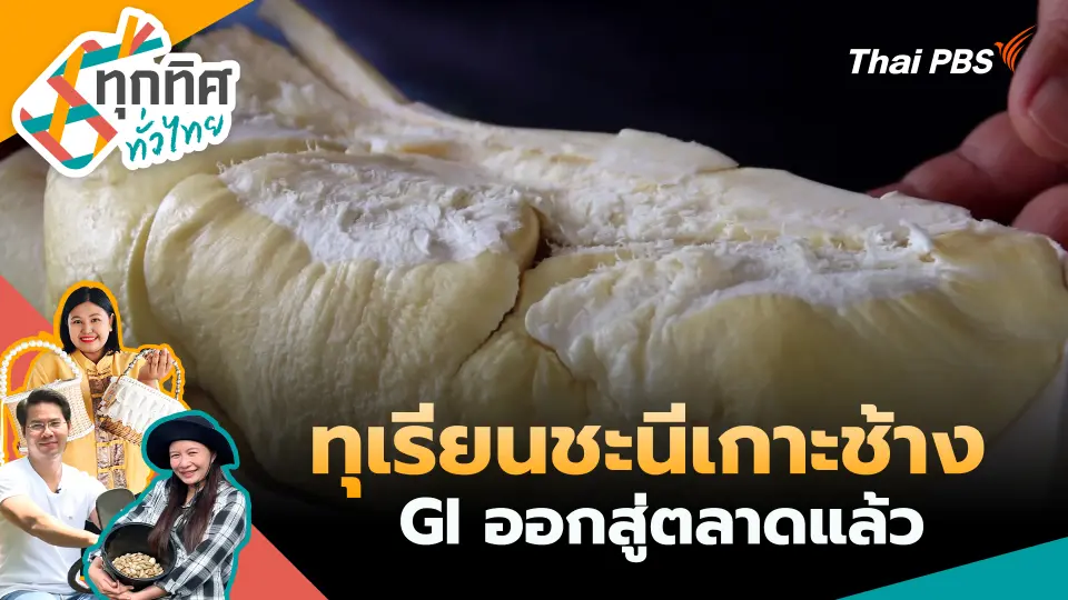 ทุเรียนชะนีเกาะช้าง GI ออกสู่ตลาดแล้ว