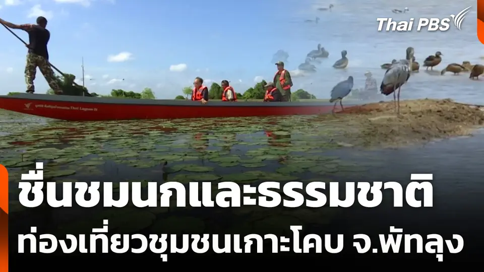 ชื่นชมนกและธรรมชาติ ท่องเที่ยวชุมชนเกาะโคบ จ.พัทลุง