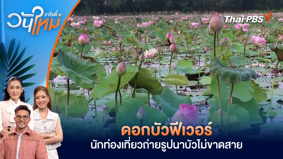ดอกบัวฟีเวอร์ นักท่องเที่ยวถ่ายรูปนาบัวไม่ขาดสาย จ.เพชรบูรณ์