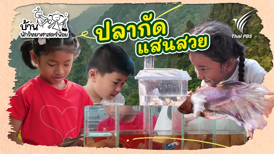 ปลากัดแสนสวย