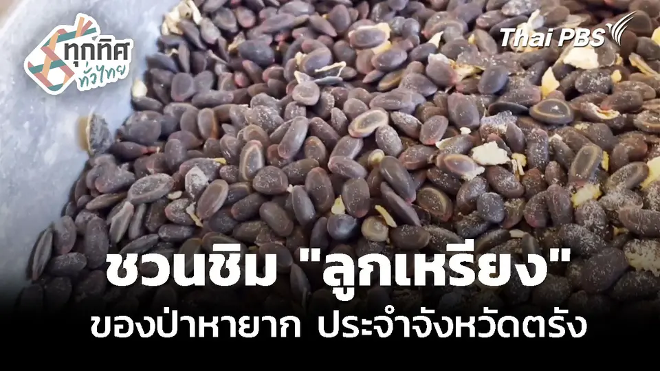 "ลูกเหรียง" ของป่าหายาก 1 ปีมีครั้ง ประจำจังหวัดตรัง