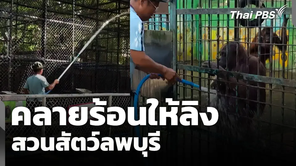 คลายร้อนให้ "ลิง" สวนสัตว์ลพบุรี