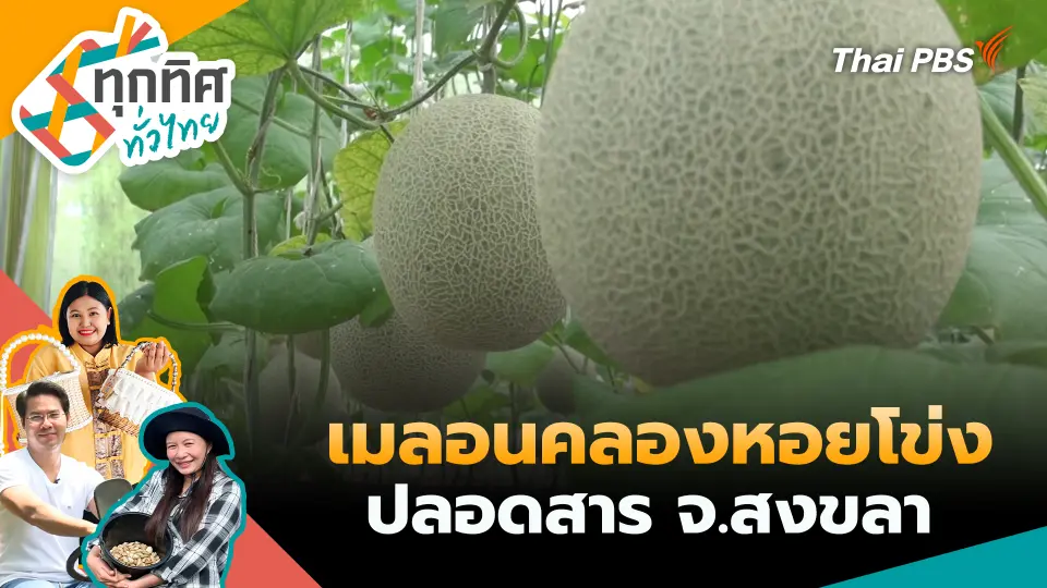เมลอนคลองหอยโข่งปลอดสาร จ.สงขลา