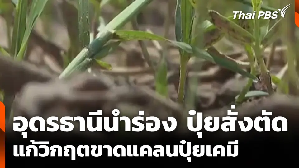 อุดรธานีนำร่อง ปุ๋ยสั่งตัด แก้วิกฤตขาดแคลนปุ๋ยเคมี